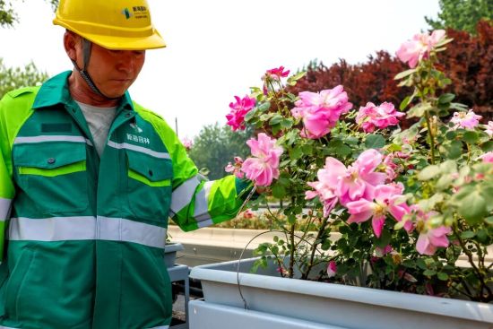 5月14日,北京西四环(海淀段)的“月季花环”。北京市园林绿化局供图 5月14日,北京西四环(海淀段)的“月季花环”。北京市园林绿化局供图