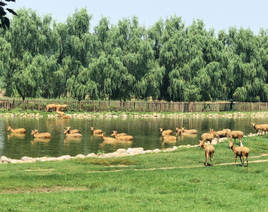 图为北京南海子麋鹿苑里的雌性麋鹿涉水.