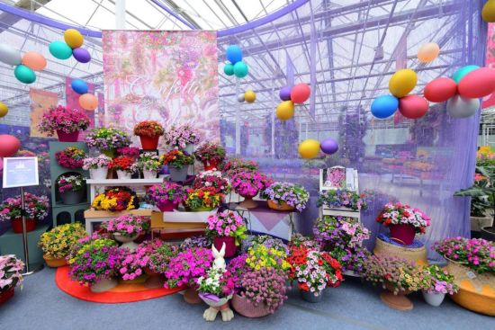 北京夜网论坛评述:花木春季花展开幕 16个新品种花卉国内首发